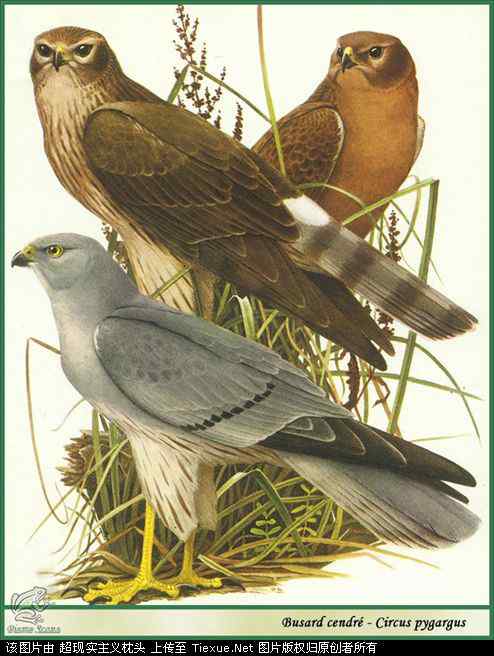 手绘画第5辑——猛禽和啄木鸟