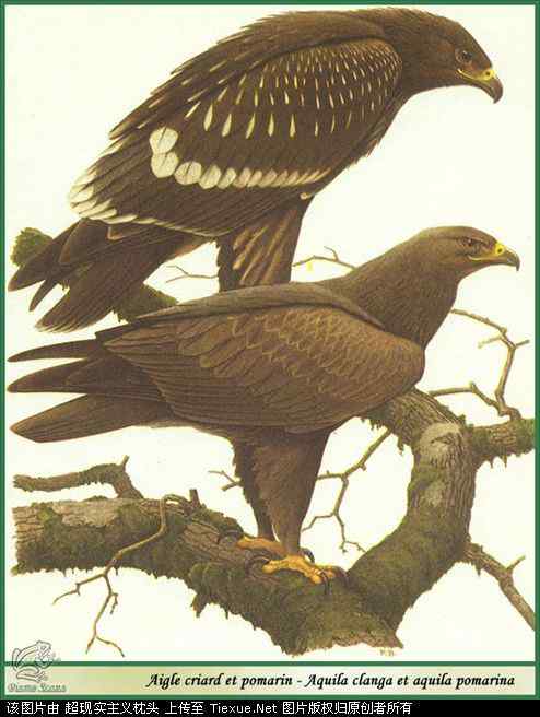 手绘画第5辑——猛禽和啄木鸟