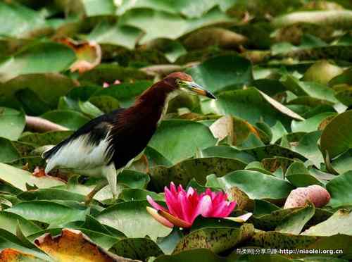 95张鸟儿嬉戏精品图集