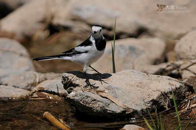 假日与家人一起愉快观鸟 假日与家人一起愉快观鸟