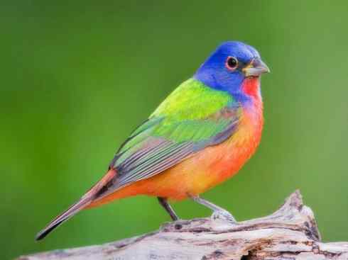 美丽无罪：雀鸟之彩鹀