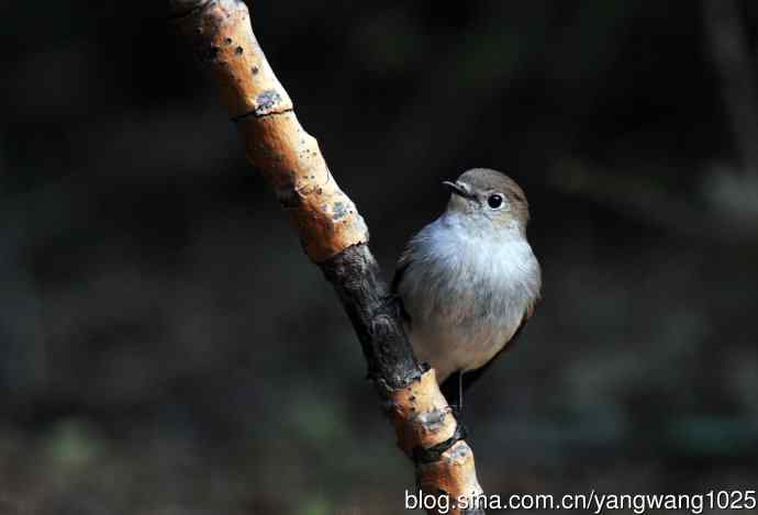 北京天坛公园的鸟类——红喉姬鹟（21）
