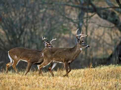 麒麟：传说的兽原型探秘（白尾鹿）