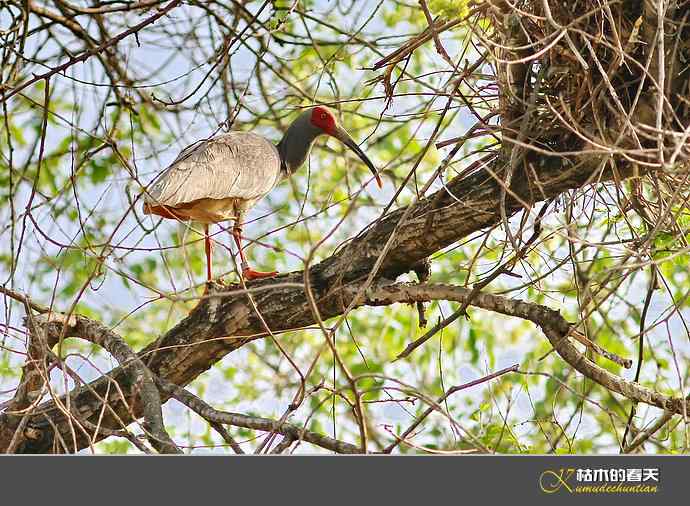 洋县拍鸟：珍禽鈥斨禧q