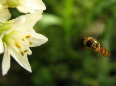 动物世界：山寨还是原创？