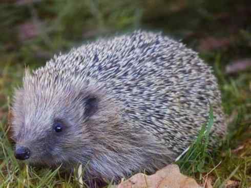 动物世界:山寨还是原创之三 动物世界:山寨还是原创之三