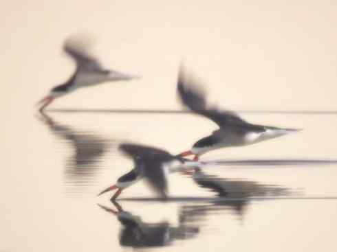 猎奇：奇特的鸟喙之二