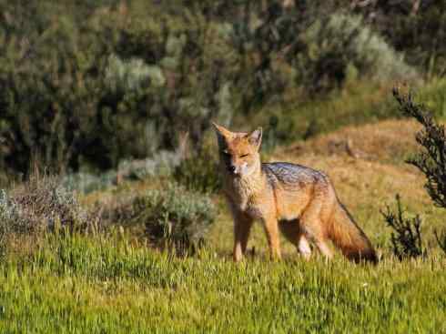 犬科：狐亚科伪狐属之阿根廷狐、山狐、达尔文狐