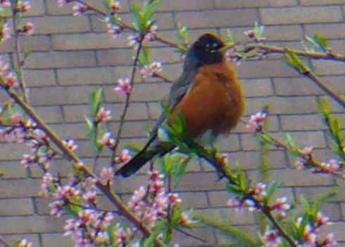 知更鸟（8）：绅士风度