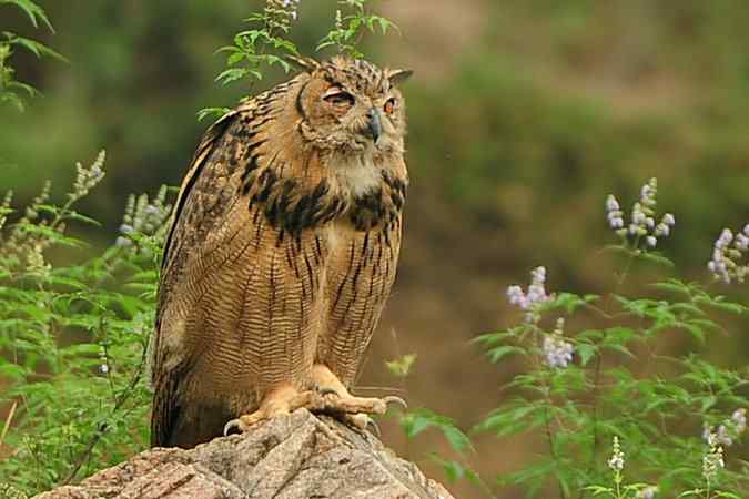 雕鸮15分钟内的憨态