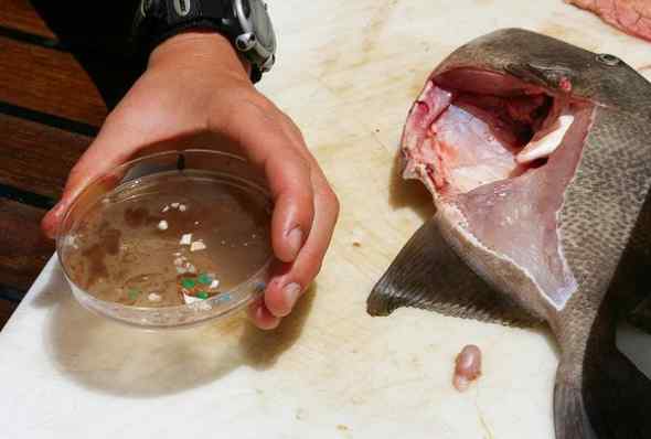 鱼类大量吞食海洋垃圾(塑料)