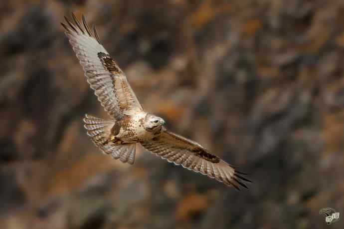 有背景的大鵟飞版