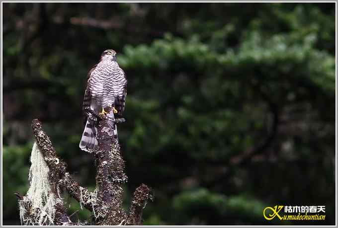 川西高原行&bull;拍鸟【照片】