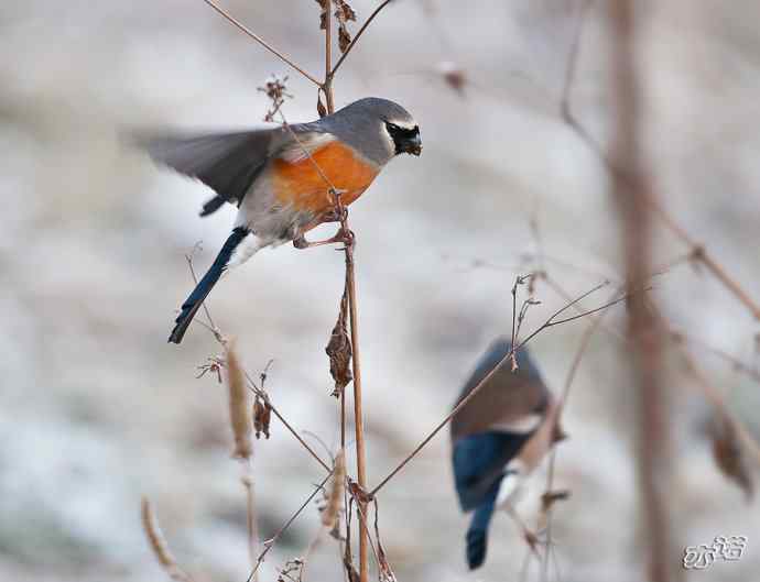 陕西洋县&nbsp;wbr路&nbsp;wbr灰头灰雀