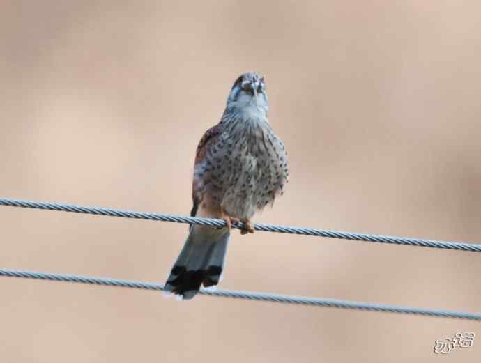 红隼吞鼠全记录（之二）