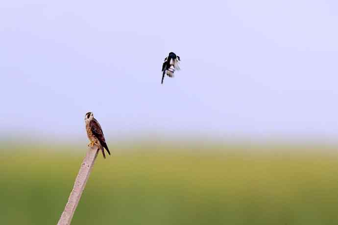 赏图鈥斺斕嵘诤奈幕