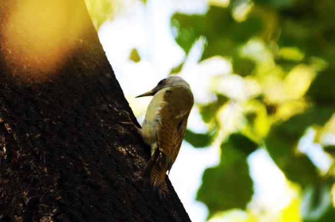 雌性灰头绿啄木鸟