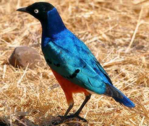 美丽无罪：雀鸟之辉椋鸟