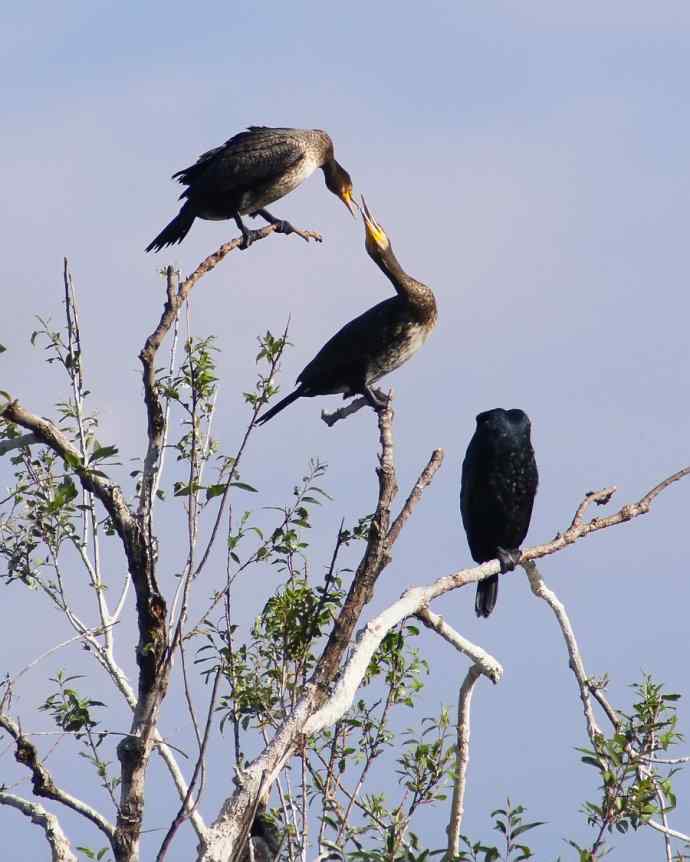四川西昌鸟类摄影——鸬鹚之恋