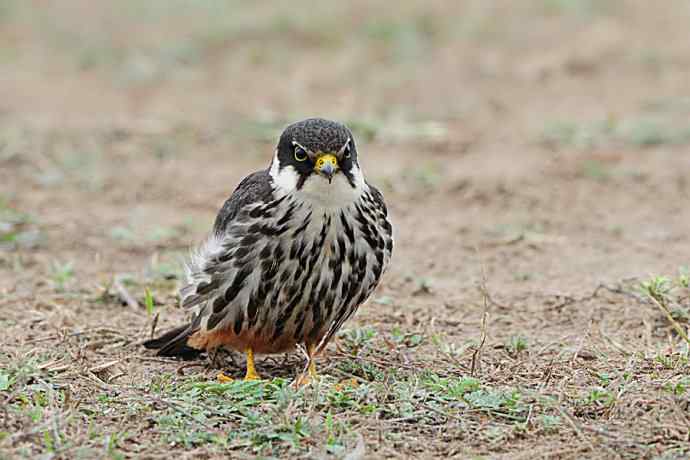 狂野周末鈥斺斆颓萜ㄅ级舭妫
