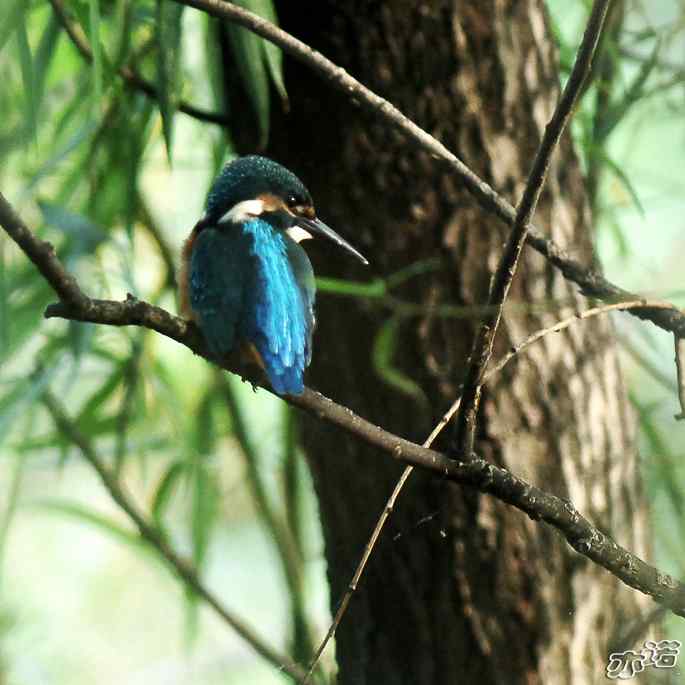 圆明园&nbsp;wbr路&nbsp;wbr林中的小翠