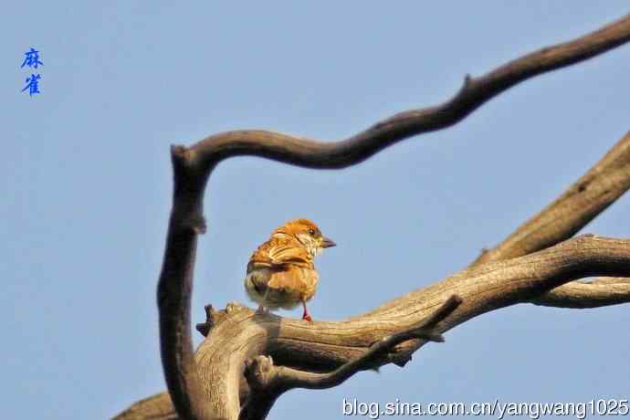 昨天的收获（杂片）