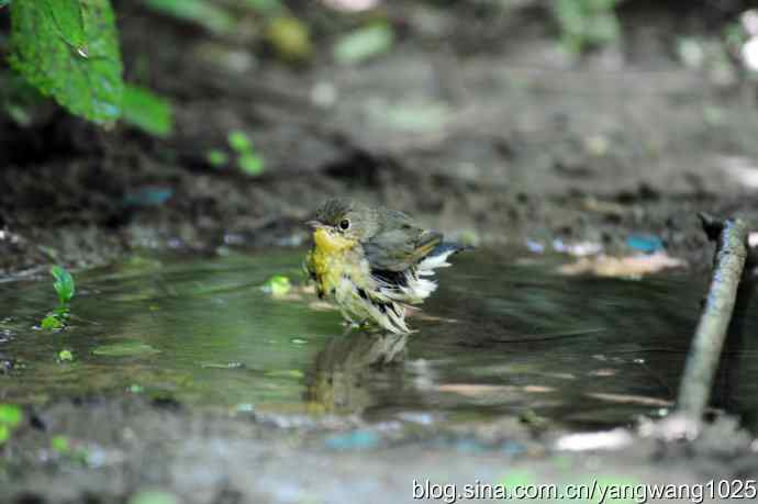 蓝歌鸲(雌)1 蓝歌鸲(雌)1