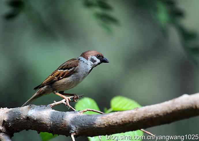 北京天坛公园的鸟类——麻雀