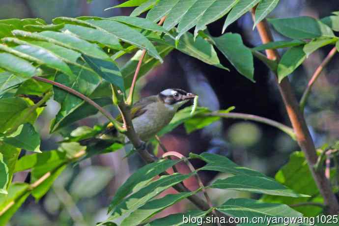 白头鹎(随拍)3 白头鹎(随拍)3
