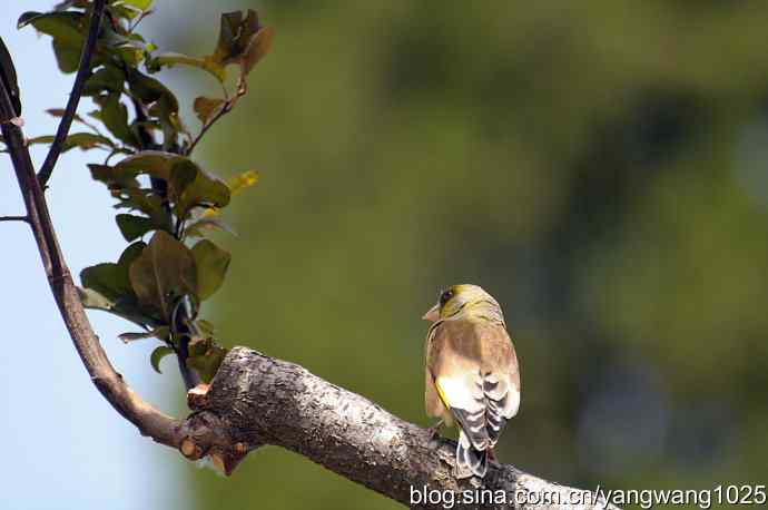 明星风范(拍摄金翅鸟纪实) 明星风范(拍摄金翅鸟纪实)