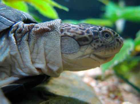 玄武：传说的兽原型探秘（侧颈龟类）