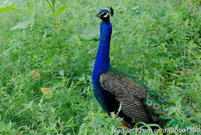 戴胜护驾南海子