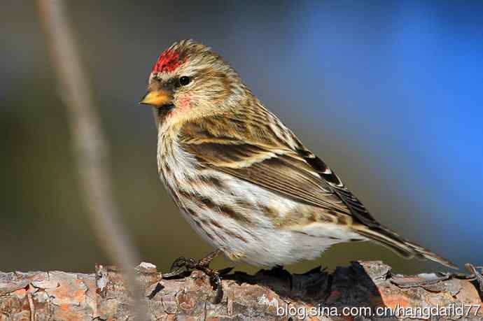 白腰朱顶雀（3）