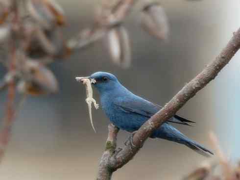 雀鸟也彪悍：别惹我（小嘲鸫）