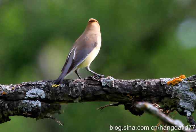 雪松太平鸟（4）