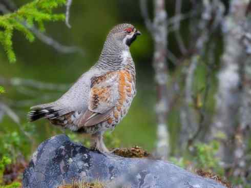 家禽驯化之源之十