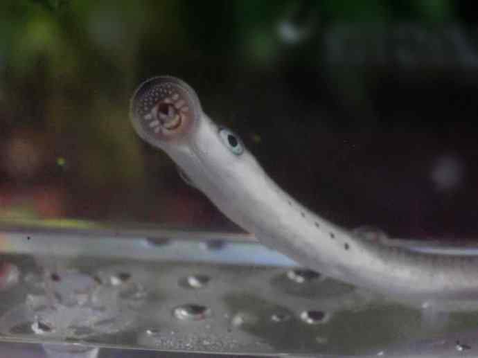 鱼类活化石：七鳃鳗