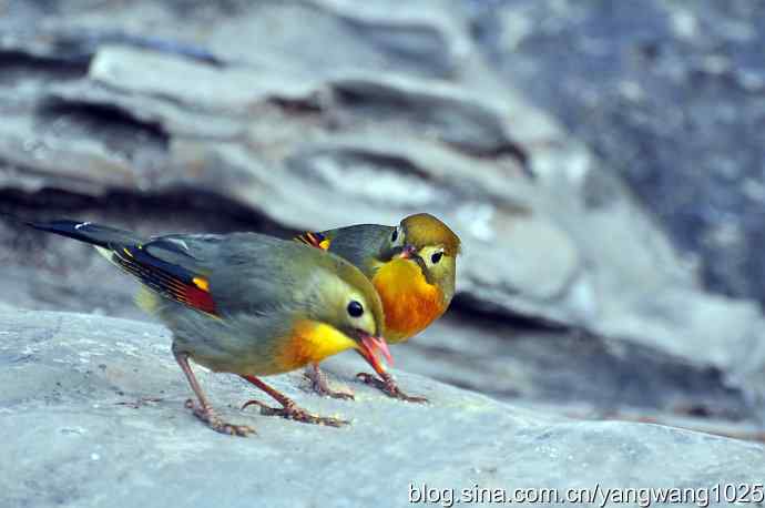 相思鸟 wbr2 相思鸟 wbr2