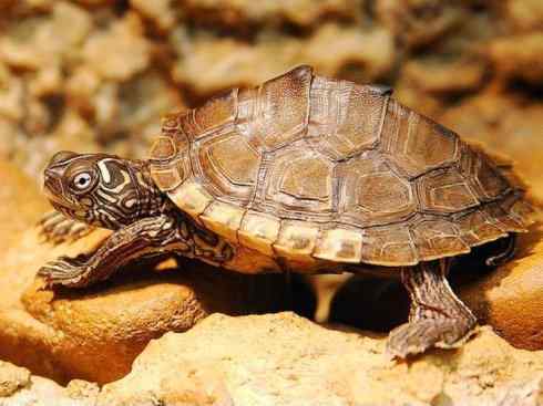 玄武：传说的兽原型探秘（水龟）