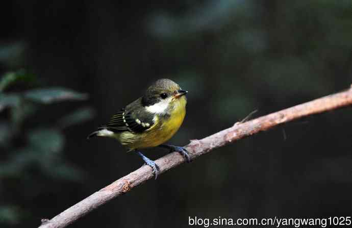 黄腹山雀（10）