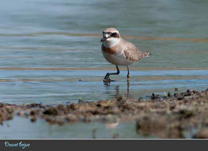蒙古沙鸻和红喉鹨