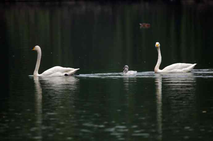 温馨之家（白天鹅）