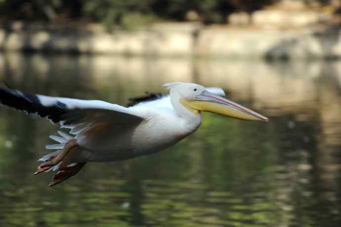 再拍鹈鹕 wbr wbr14