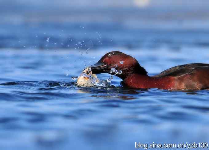 蓝之梦&bull;白眼潜鸭（组图，）