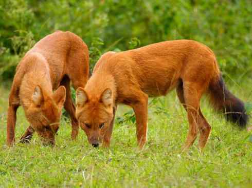 犬科：薮犬亚科豺属之豺