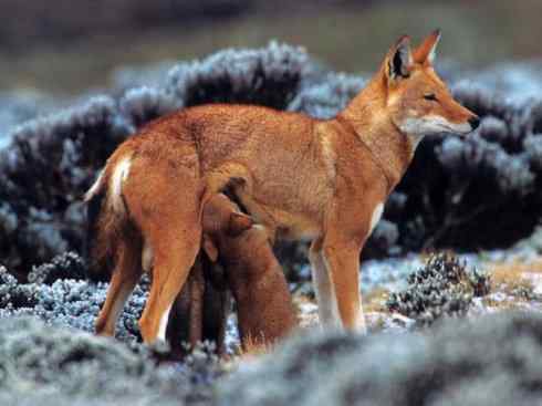 犬科:犬亚科犬属之西门豺、侧纹豺(胡狼类) 犬科:犬亚科犬属之西门豺、侧纹豺(胡狼类)