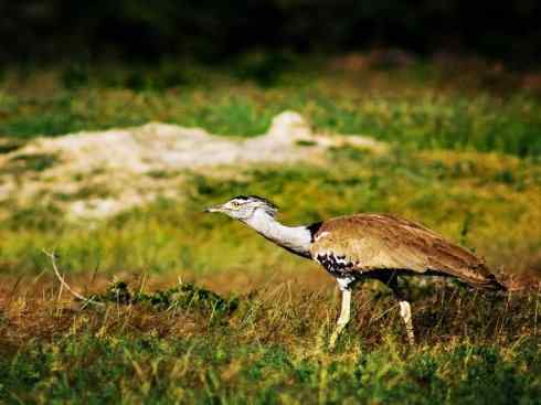 鸟类之最：灰颈鹭鸨