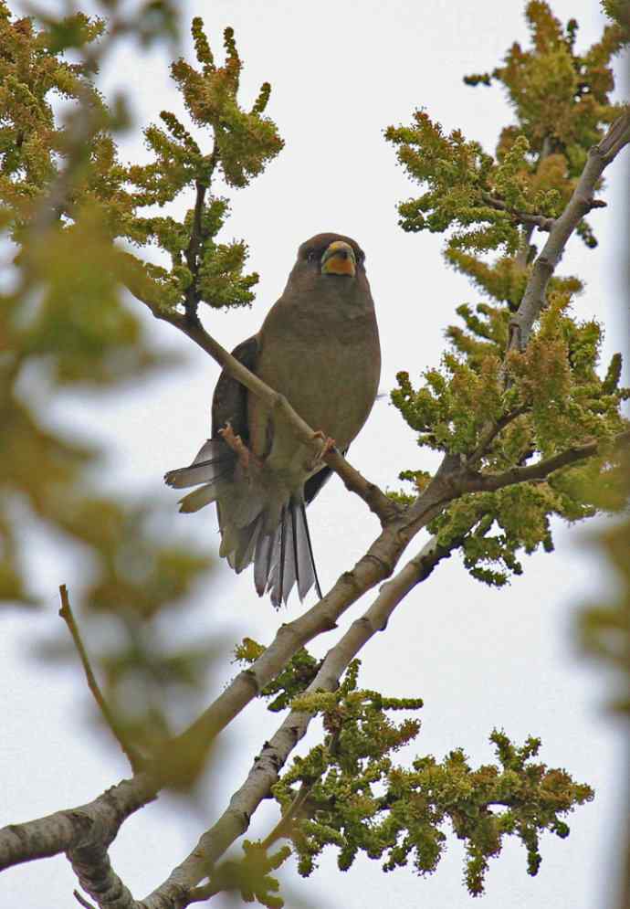 180.蜡嘴?(感谢K76705老师辨认:黑尾蜡嘴雀) 180.蜡嘴?(感谢K76705老师辨认:黑尾蜡嘴雀)
