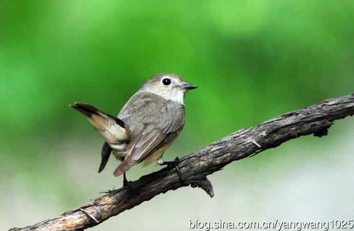 雌性红喉姬鹟（3）