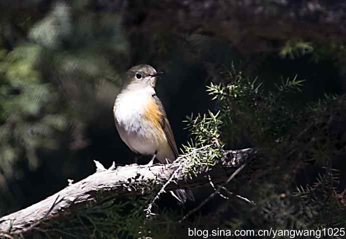 自然和谐的日坛公园（雌性红胁蓝尾鸲）